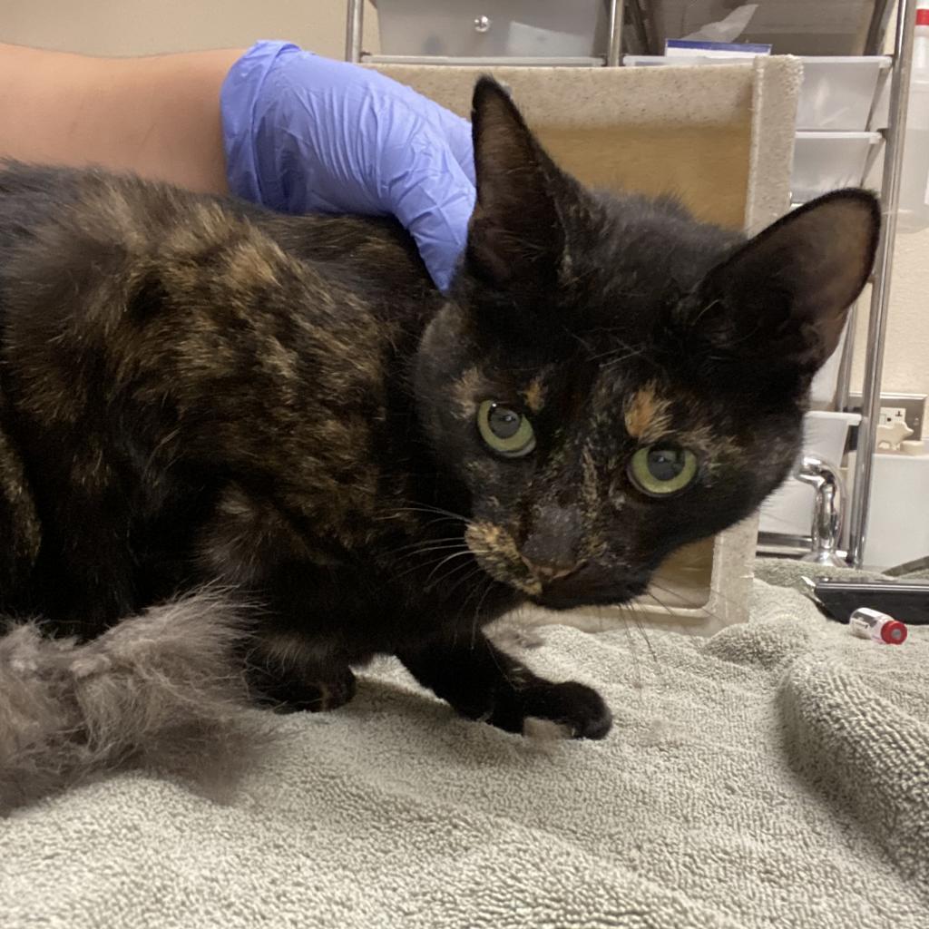 Paisley, an adoptable Domestic Short Hair in Reno, NV, 89502 | Photo Image 2