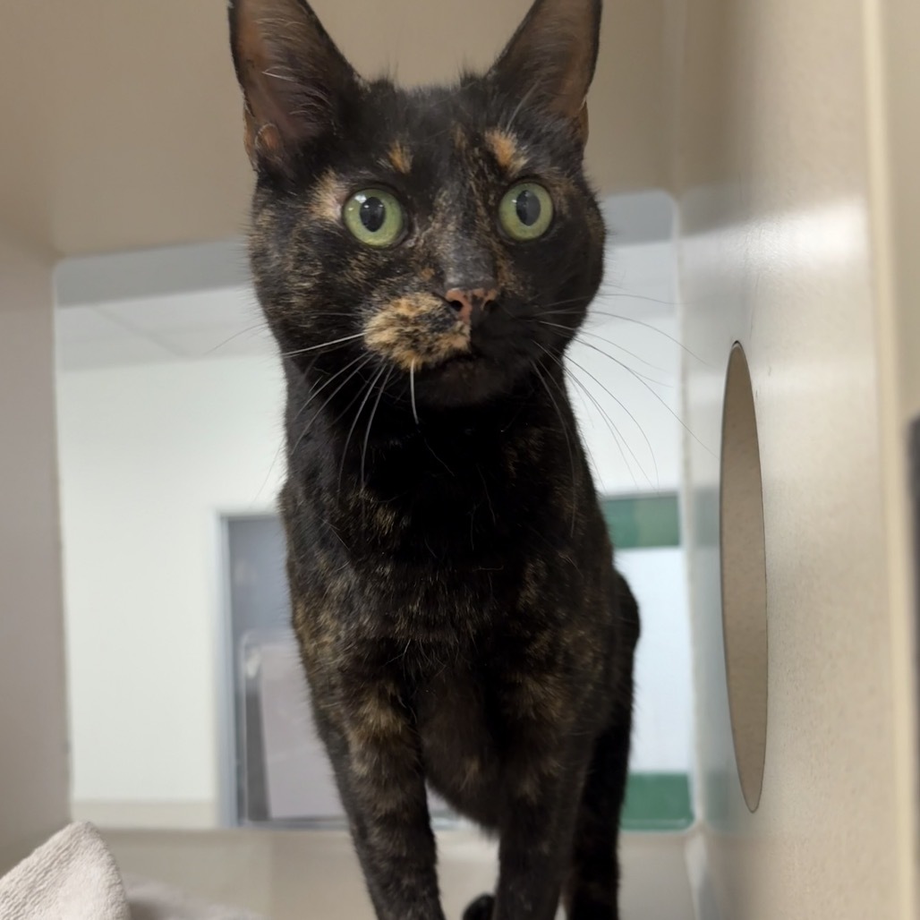 Paisley, an adoptable Domestic Short Hair in Reno, NV, 89502 | Photo Image 3