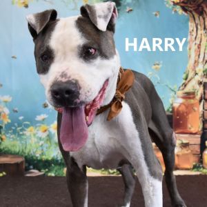 Harry, Adult Male Pit Bull Terrier