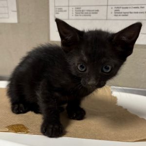 Jayla, Baby Female Domestic Short Hair