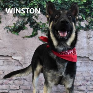 Winston, Adult Male German Shepherd Dog