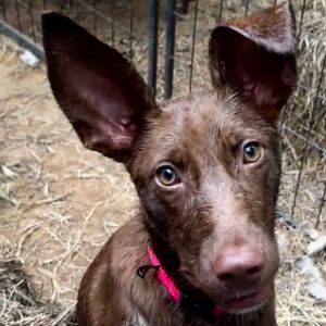 Godiva, Young Female Shepherd
