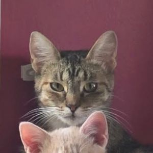 Mary&#39;s Mama, Young Female Domestic Short Hair