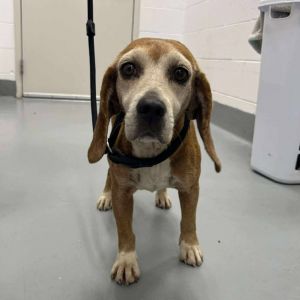 Bea, Adult Female Beagle