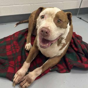 Boss, Senior Male Pit Bull Terrier