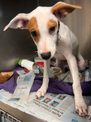 Cheez It, Baby Female Parson Russell Terrier