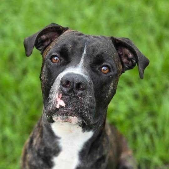 Barney, an adoptable Bullmastiff in Sarasota, FL, 34241 | Photo Image 1