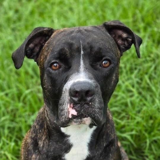 Barney, an adoptable Bullmastiff in Sarasota, FL, 34241 | Photo Image 1