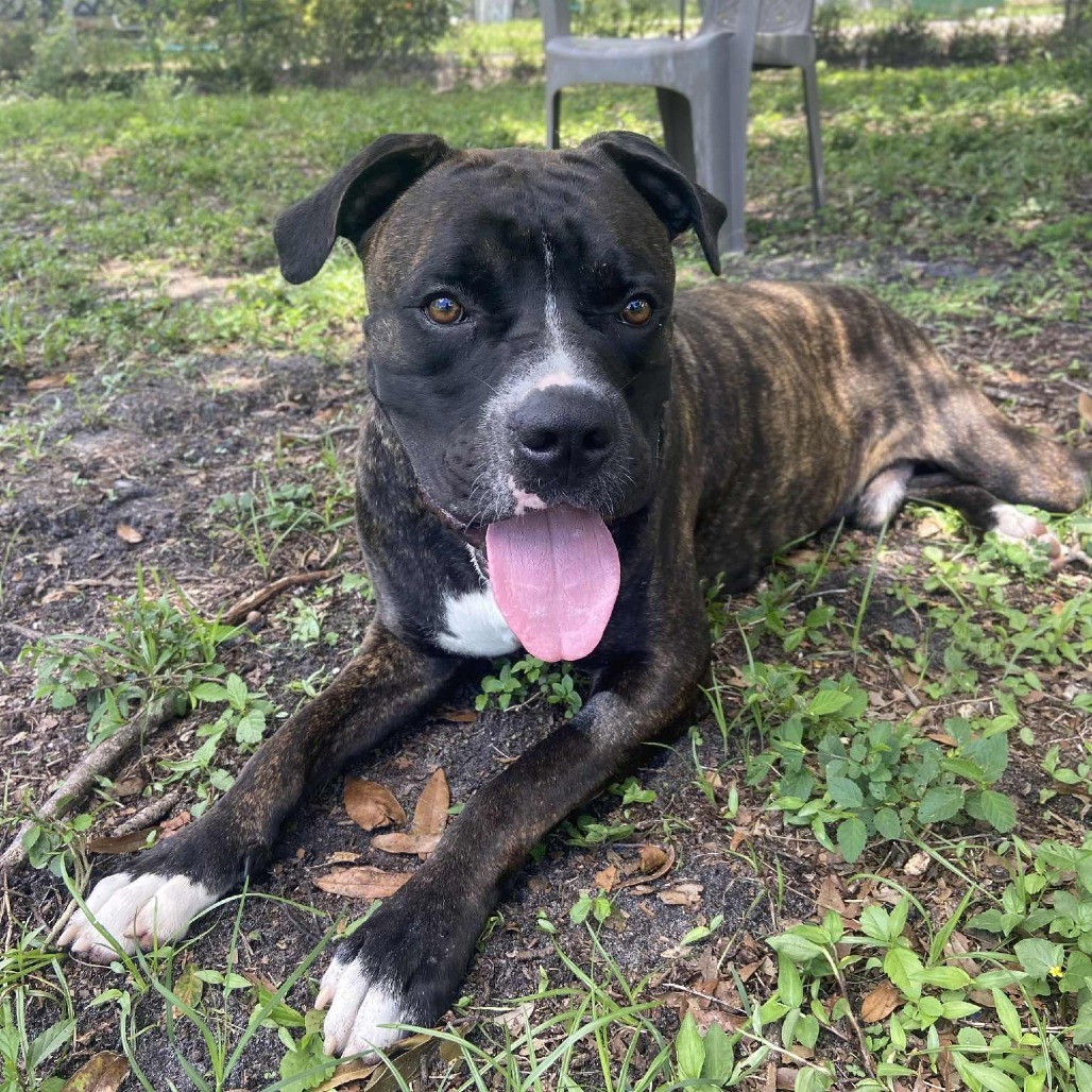 Barney, an adoptable Bullmastiff in Sarasota, FL, 34241 | Photo Image 2