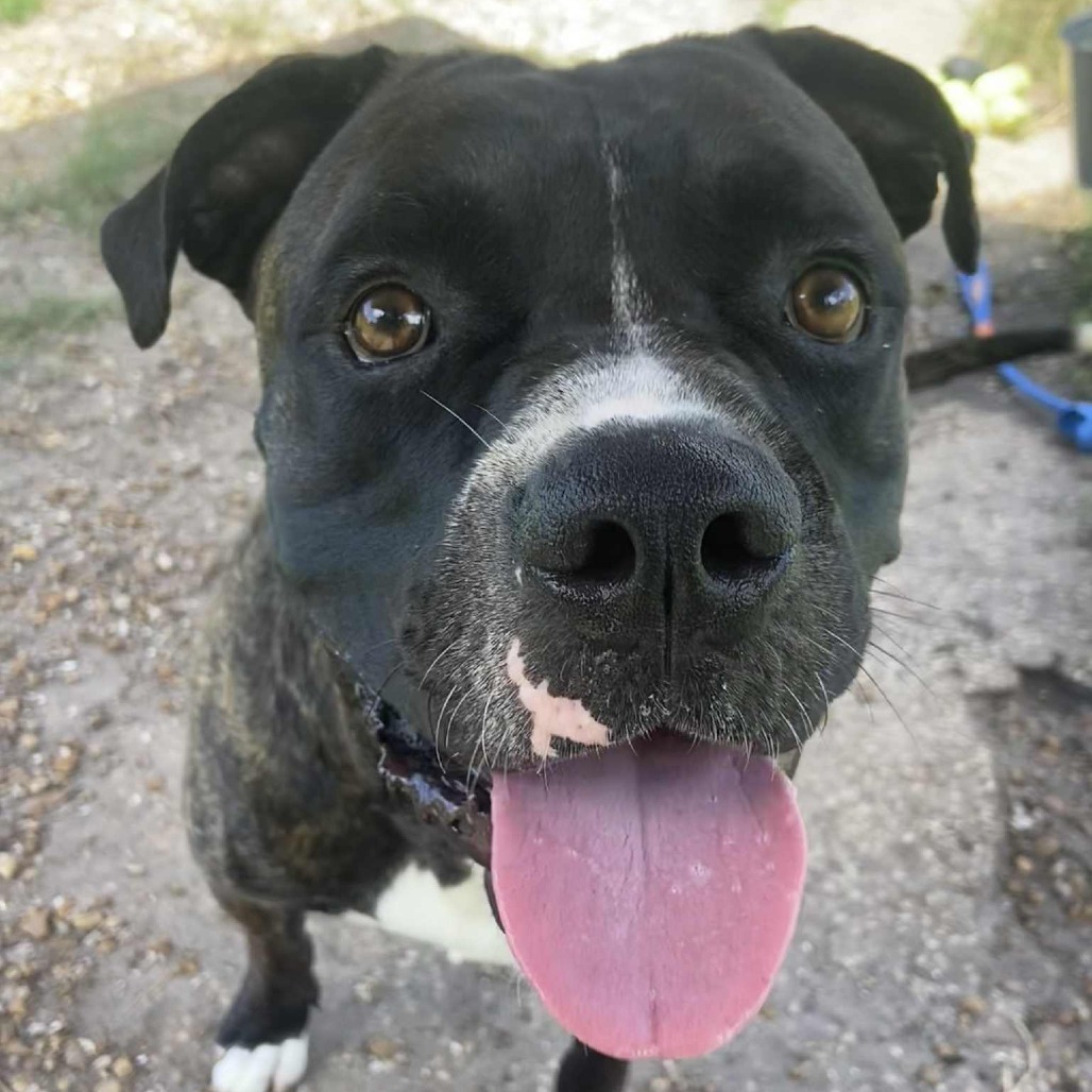 Barney, an adoptable Bullmastiff in Sarasota, FL, 34241 | Photo Image 3