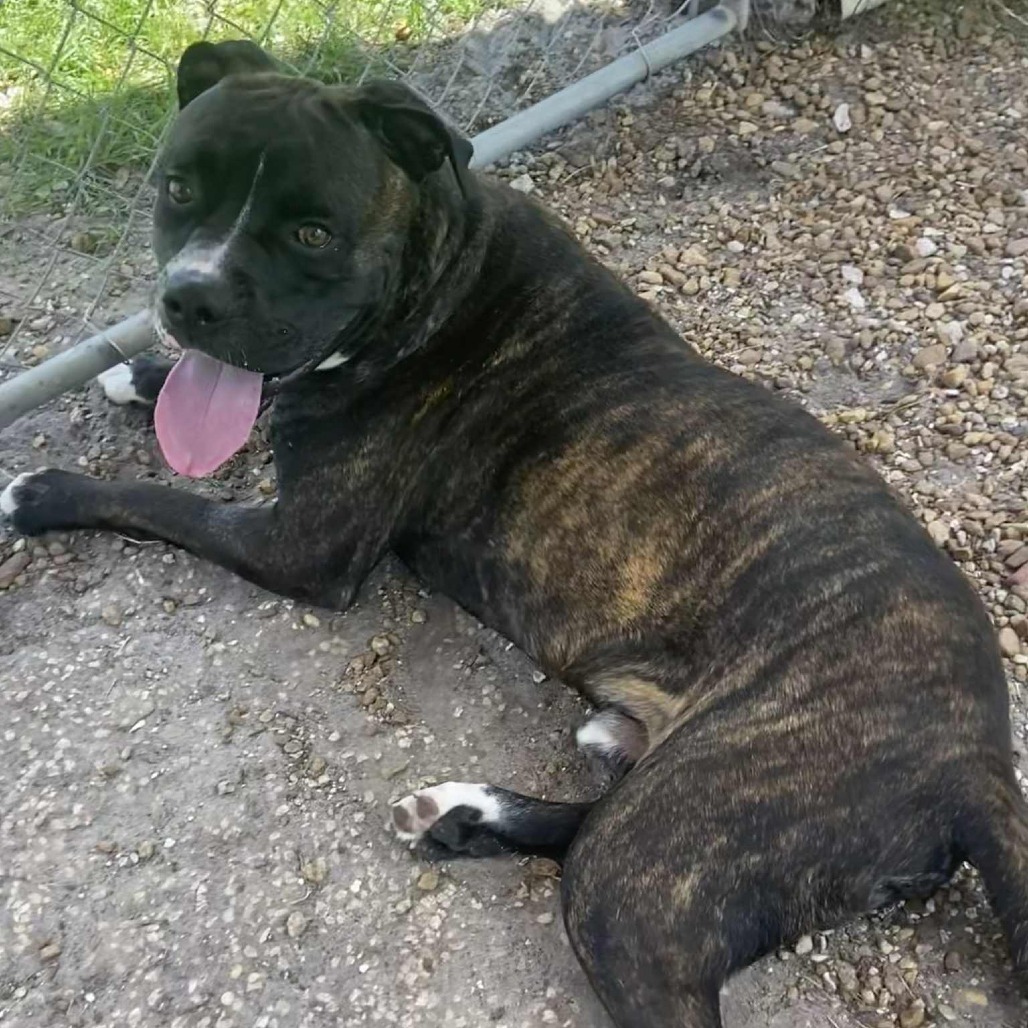 Barney, an adoptable Bullmastiff in Sarasota, FL, 34241 | Photo Image 4