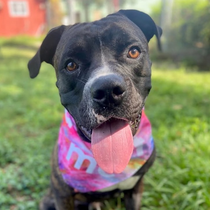 Barney, an adoptable Bullmastiff in Sarasota, FL, 34241 | Photo Image 4