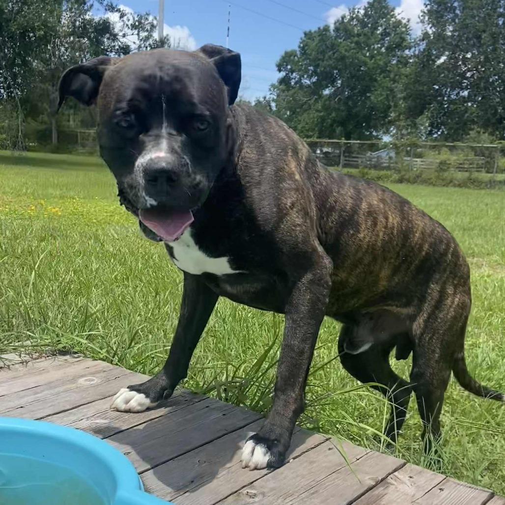 Barney, an adoptable Bullmastiff in Sarasota, FL, 34241 | Photo Image 5