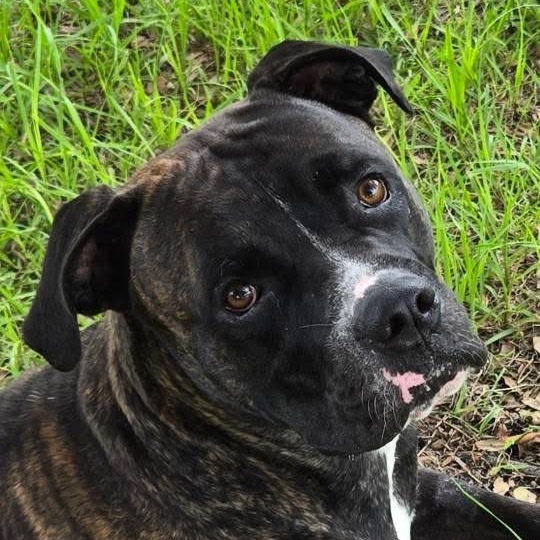 Barney, an adoptable Bullmastiff in Sarasota, FL, 34241 | Photo Image 5
