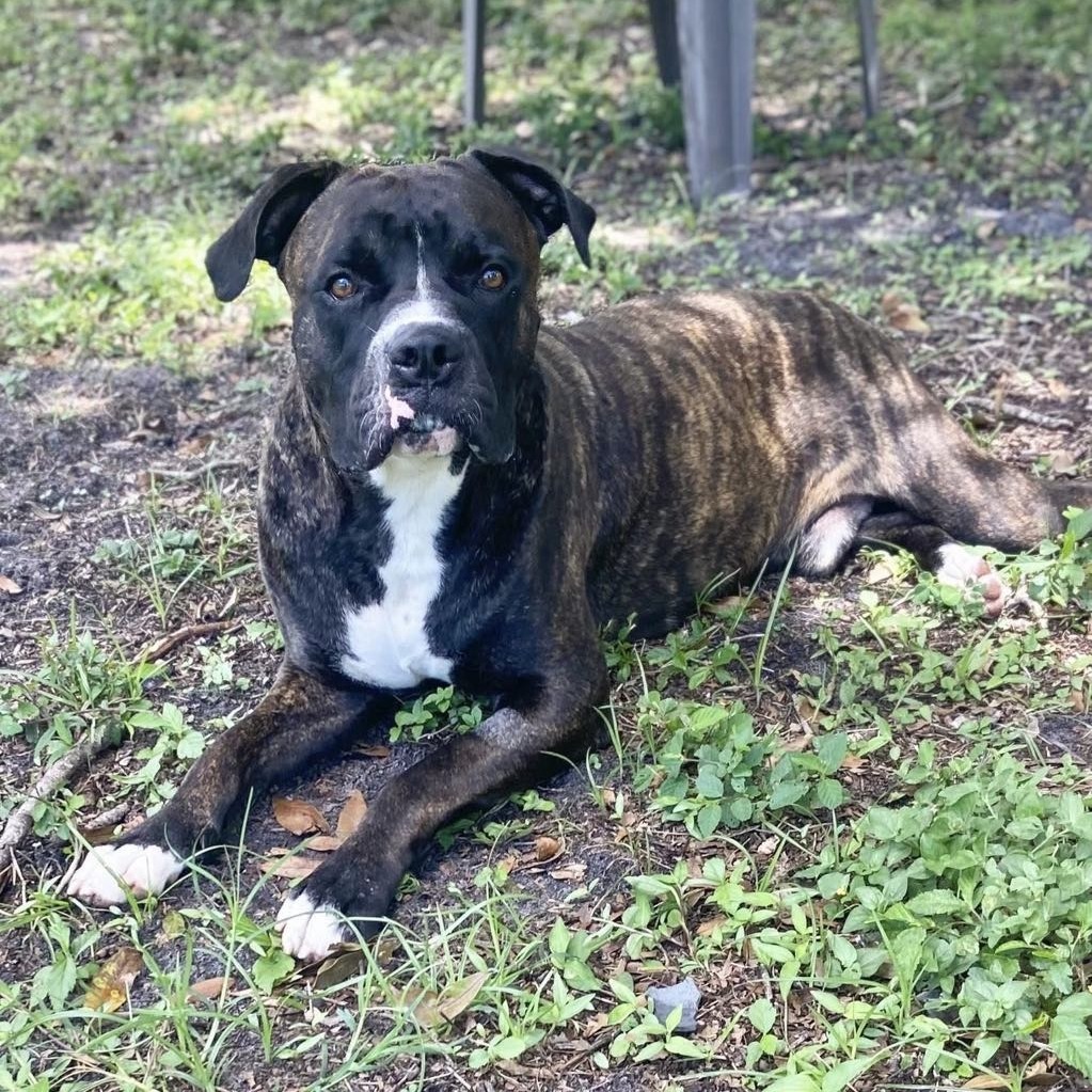 Barney, an adoptable Bullmastiff in Sarasota, FL, 34241 | Photo Image 6