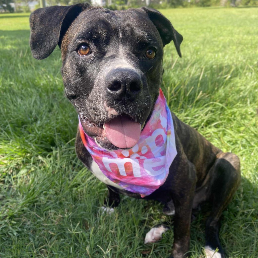 Barney, an adoptable Bullmastiff in Sarasota, FL, 34241 | Photo Image 6