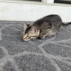 Shrimp