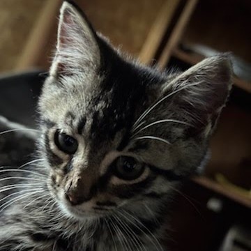 Minnow