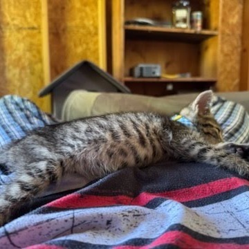 Minnow
