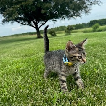 Minnow