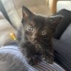 Peanut photo 1