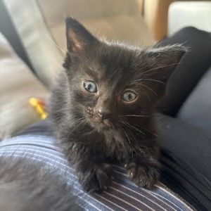 Peanut, Baby Male Domestic Short Hair