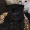 Peanut photo 3