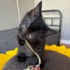Peanut photo 4