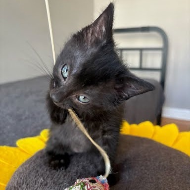 Peanut