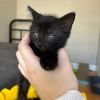 Peanut photo 5
