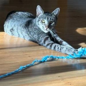 Nikki, Young Female Domestic Short Hair