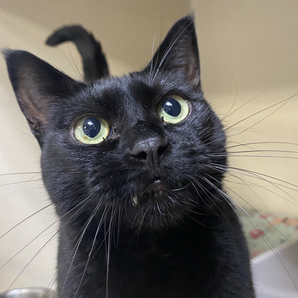 Molly, an adoptable Domestic Short Hair in Great Falls, MT, 59404 | Photo Image 1