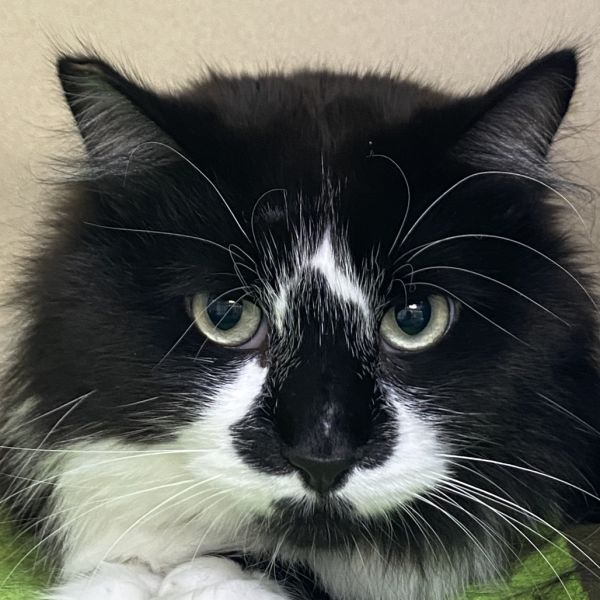 Pet Image