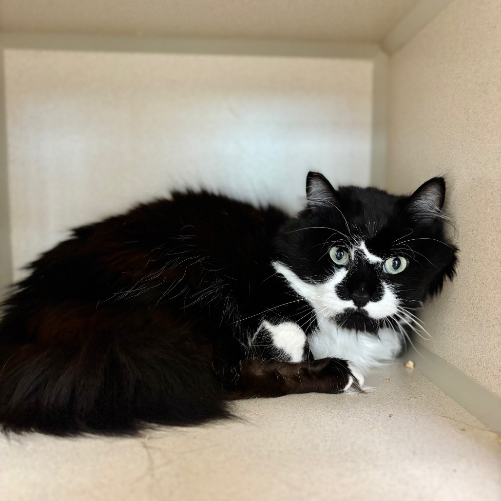 Cody, an adoptable Domestic Medium Hair in Great Falls, MT, 59404 | Photo Image 1