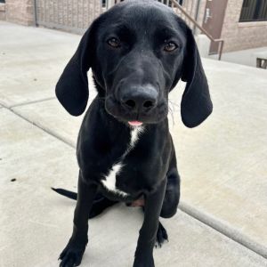 Kobe, Baby Male Mixed Breed