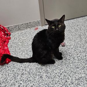 Wiltshire, Adult Male Domestic Short Hair