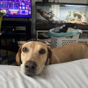 Dilly Nubbins, Adult Female Mixed Breed