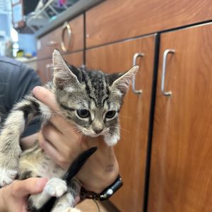 Bella, Baby Female Domestic Short Hair