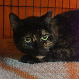 Meany, Adult Female unknown
