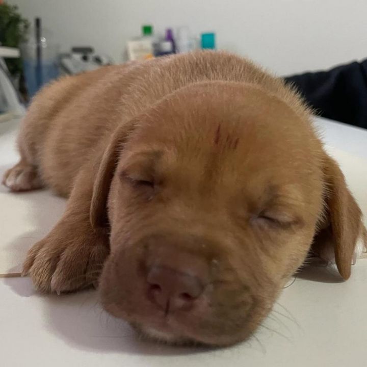 Ginger 2