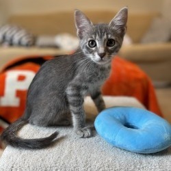 Purr