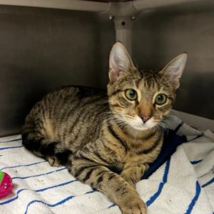 Marbles, Young Male Domestic Short Hair