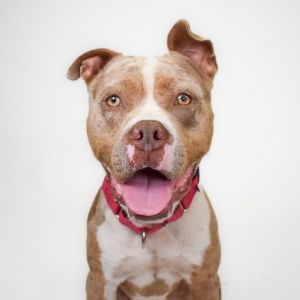 Rodrigo, Young Male English Bulldog