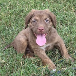 Boston DD, Baby Male Australian Shepherd