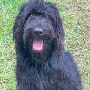 CT Willow, Young Female Standard Poodle