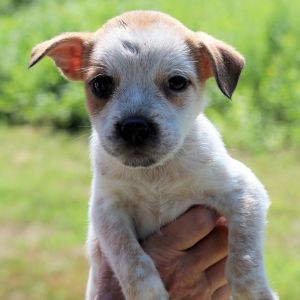 CT Conch avail Jul 12 (Worthington Winery- Somers, CT), Baby Male Terrier