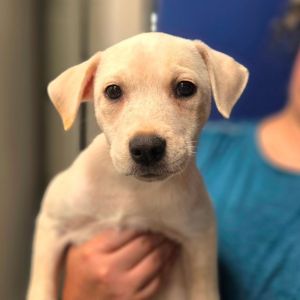 CT Akoya avail Jul 12 (Worthington Winery- Somers, CT), Baby Female Terrier