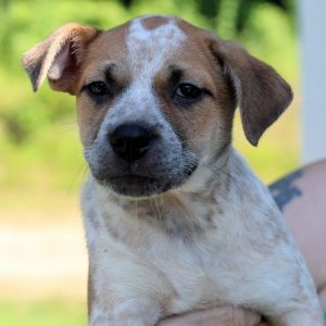 CT Abalone avail Jul 12 (Worthington Winery- Somers, CT), Baby Female Terrier