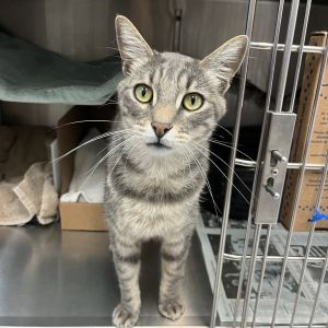 Milos Domestic Short Hair Cat