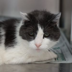 Cleveland Domestic Short Hair Cat